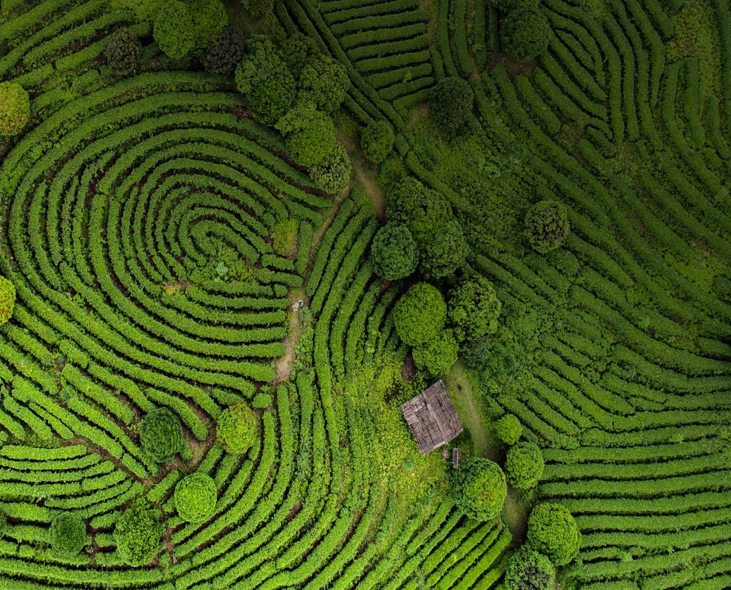 Farm in india