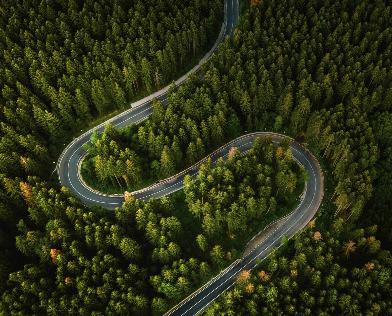 forest of trees with winding road