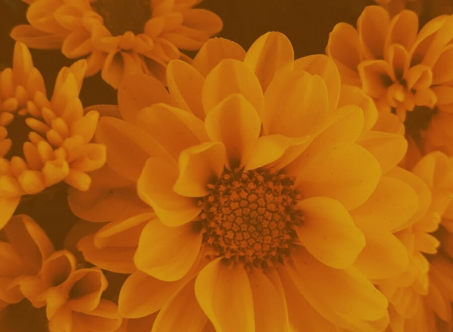 An Introduction to Customer Centricity